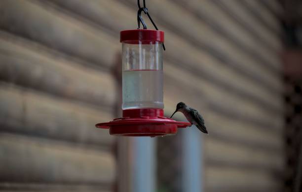 istock Closeup of a tiny Hummingbird on a bird feeder with a blurred background 1459565049