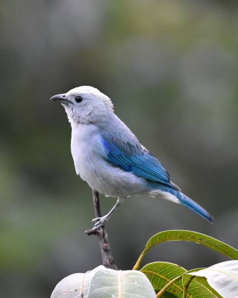 istock Blue-gray tanager resting on a plant against blurry background 1459565156