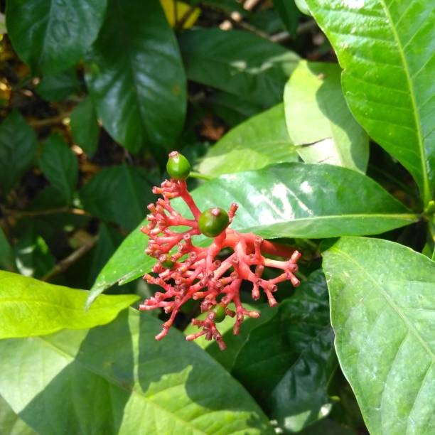 istock Red flower in the garden 1459565198