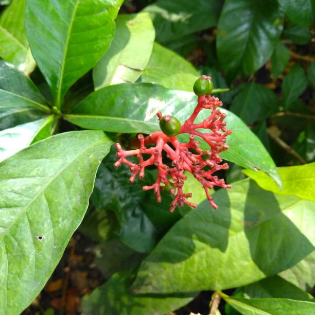 istock Red flower in the garden 1459565330