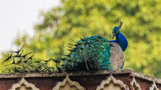 istock Low angle shot of an exotic peacock on a roof 1459565452