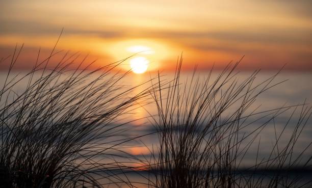 istock Bright golden sunset sky over a seashore with reeds in Lithuania 1459565658