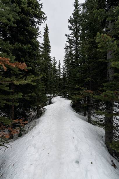 istock Snowy road in the woods 1459565878