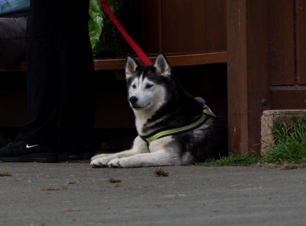 A calm Husky sat underneath a park bench near Portishead beach