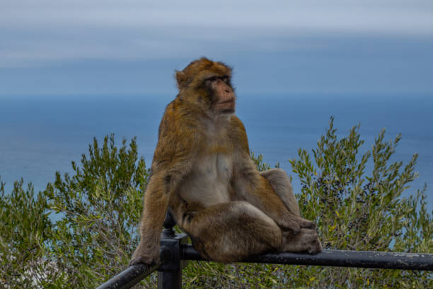 ritratto di macachi berghi. scimmie di gibilterra una grande attrazione turistica in cima alla rocca di gibilterra. - rock of gibraltar foto e immagini stock