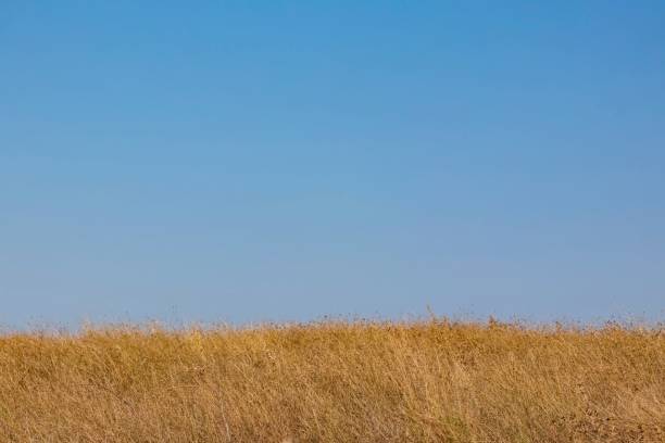 istock Blue sky over the field with golden grass 1459566727