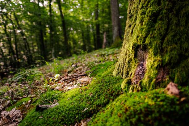 istock Tree trunk and roots covered by green moss 1459566860