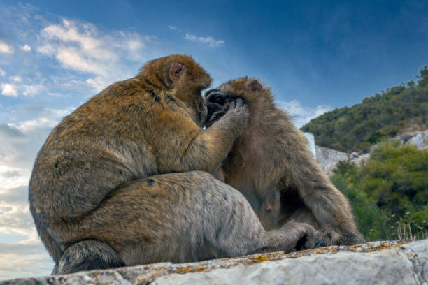 ritratto di macachi berghi. scimmie di gibilterra una grande attrazione turistica in cima alla rocca di gibilterra. - rock of gibraltar foto e immagini stock