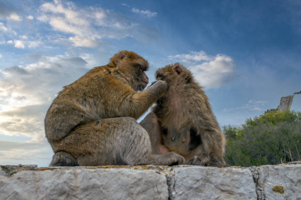 ritratto di macachi berghi. scimmie di gibilterra una grande attrazione turistica in cima alla rocca di gibilterra. - rock of gibraltar foto e immagini stock