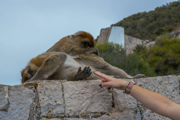 ritratto di macachi berghi. scimmie di gibilterra una grande attrazione turistica in cima alla rocca di gibilterra. - rock of gibraltar foto e immagini stock