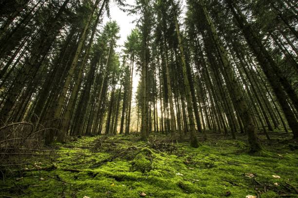 istock Low angle shot of a forest 1459567290