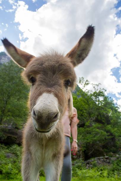 istock Grey donkey eating grasses in the meadow 1459567414