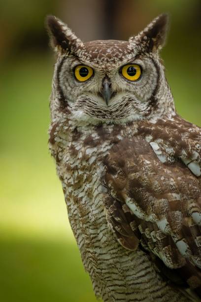 istock Vertical closeup shot of Eurasian eagle-owl perched on tree in forest on blurry background 1459567702