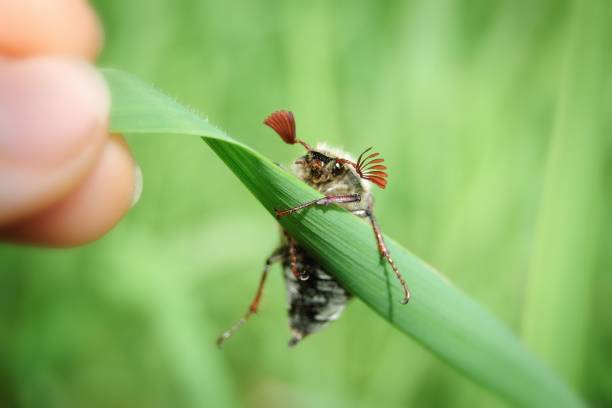 A macro of a Melolontha on a leaf