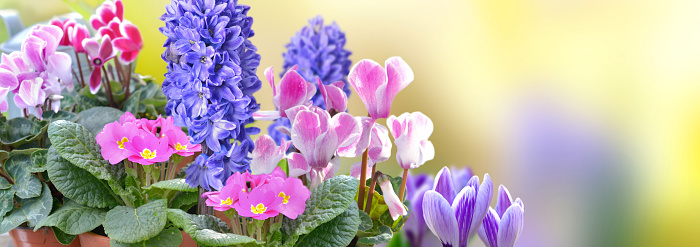 closeup on beautiful pink and violet spring flowers blooming on yellow background in panoramic view