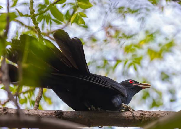 istock Low angle shot of an Asian koel bird perched in a tree 1459567995