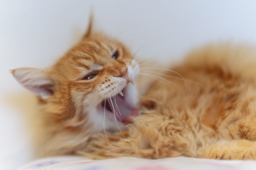 An orange cat yawning on the bed against blurred background