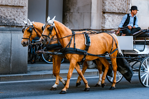 vienna, Austria – July 26, 2021: An elegantly dressed man on a classical carriage led by two horses in the streets of Vienna, Austria