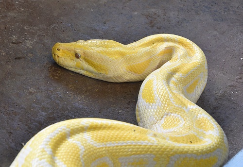 Burmese python - Albino python