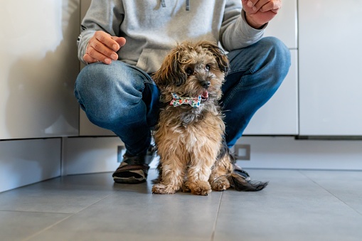 a yorkipoo dog with its owner