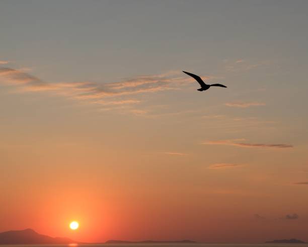 istock Lonely bird with wide-spread wings flying in the sky on a sunset 1459568923