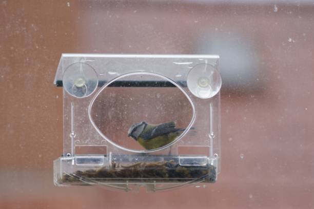 istock Closeup of a great tit in a window feeder 1459569141