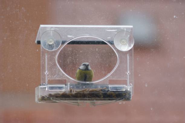 istock Closeup of a great tit in a window feeder 1459569145