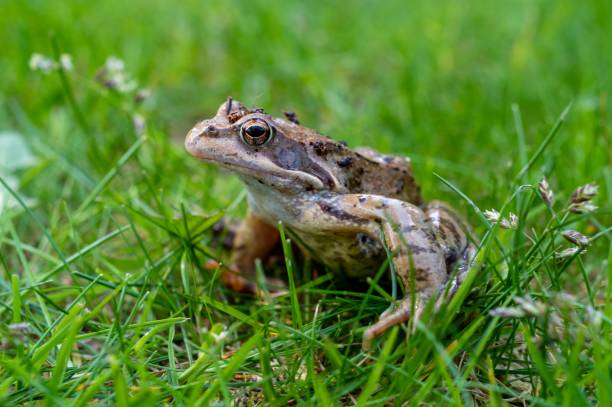 istock Closeup shot of a green toad on a grassy field 1459569210