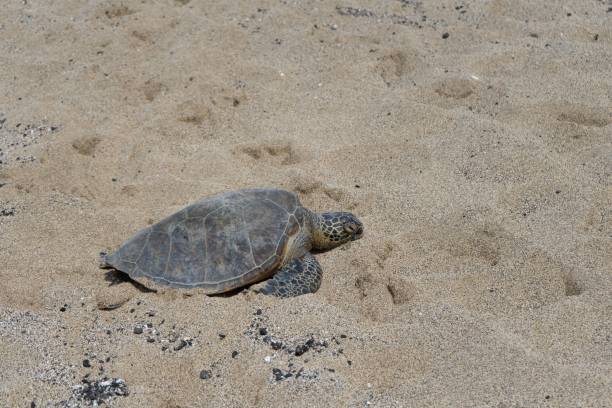 istock High angle shot of a tortoise crawling around on a sandy seashore 1459569263