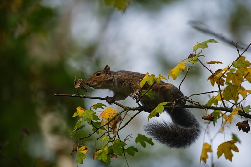 A selective focus of the cute, furry squirrel (Sciuridae) on the tree branch with green and yellow leaves in the daytime