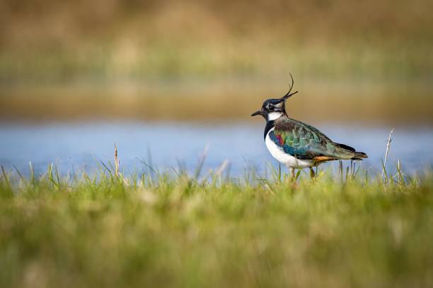 istock Cute lapwing (Vanellus vanellus) resting on the green grass with a lake in the blurred background 1459569365