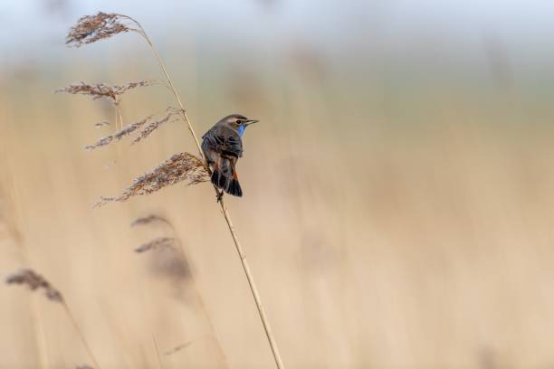 istock Small bluethroat (Luscinia svecica) perched on the stem of a plant on the blurred background 1459569378