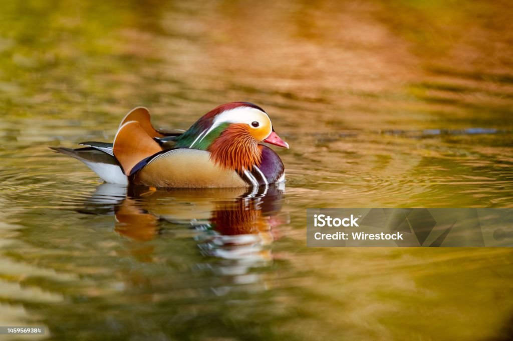 Closeup of a beautiful mandarin duck (Aix galericulata) swimming in a lake on the blurred background A closeup of a beautiful mandarin duck (Aix galericulata) swimming in a lake on the blurred background Animal Stock Photo