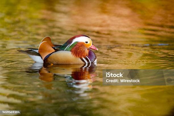 Closeup Of A Beautiful Mandarin Duck Swimming In A Lake On The Blurred Background Stock Photo - Download Image Now