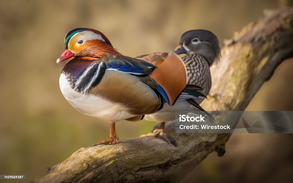 Closeup of cute mandarin ducks (Aix galericulata) resting on the branch on the blurred background A closeup of cute mandarin ducks (Aix galericulata) resting on the branch on the blurred background Animal Stock Photo