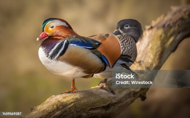 Closeup Of Cute Mandarin Ducks Resting On The Branch On The Blurred Background Stock Photo - Download Image Now