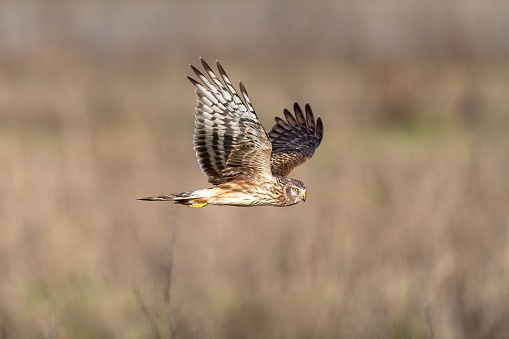 A closeup shot of a hen harrier (Circus cyaneus) flying on the blurred background during the daytime