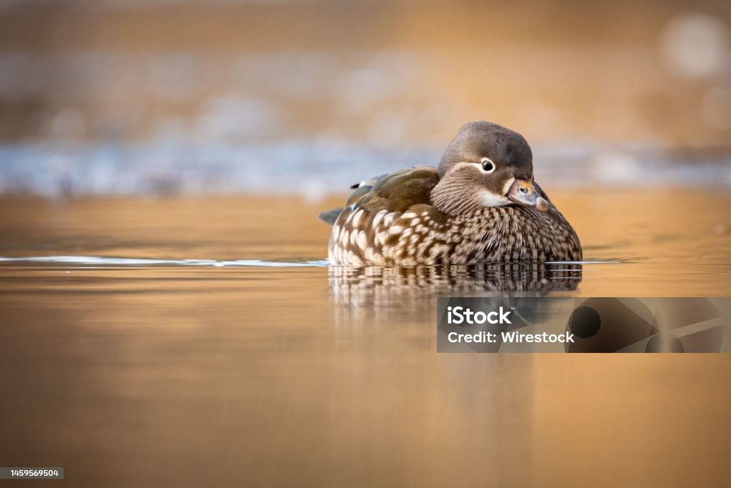 Closeup of a female mandarin duck (Aix galericulata) swimming in waters on the blurred background A closeup of a female mandarin duck (Aix galericulata) swimming in waters on the blurred background Animal Stock Photo