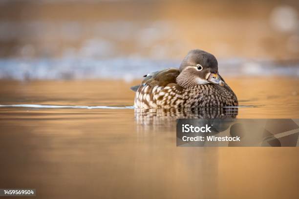 Closeup Of A Female Mandarin Duck Swimming In Waters On The Blurred Background Stock Photo - Download Image Now