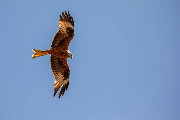 istock Red kite bird high in the air. Blue sky background with a copy space 1459569688