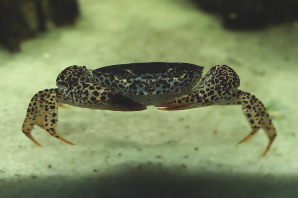 istock Spotted leopard crab. Aquarium animal macro closeup background. 1459570045