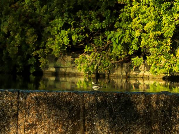 schöne aussicht auf einen bachstelzenvogel auf steinzaun am spiegelnden see mit grünen bäumen - stone bird animal autumn stock-fotos und bilder