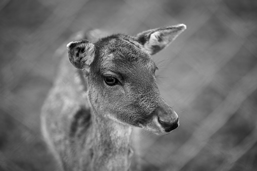 A closeup of deer head in blurred background