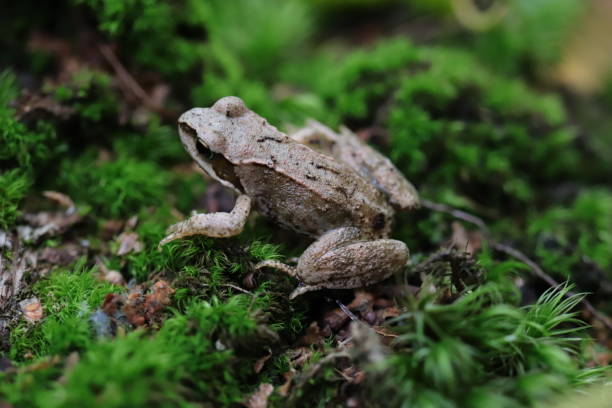 istock Frog on green moss in the forest background. Macro closeup. 1459571041