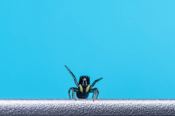 A close-up of a Corythalia spider against a blue background