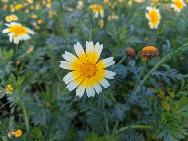 Selective focus of Ox-eyed Daisy (Chrysanthemum crowned)