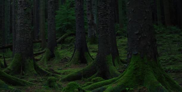 istock Ground moss over trees and forest floor 1459571803