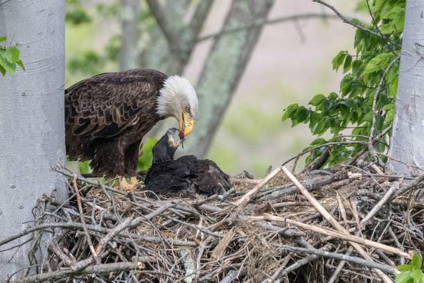 istock View of a beautiful bald eagle feeding babies on a tree 1459571989