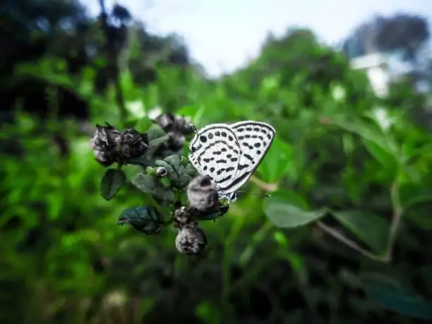 A close-up of a beautiful Pierrot butterfly sitting on a plant (Castalius)