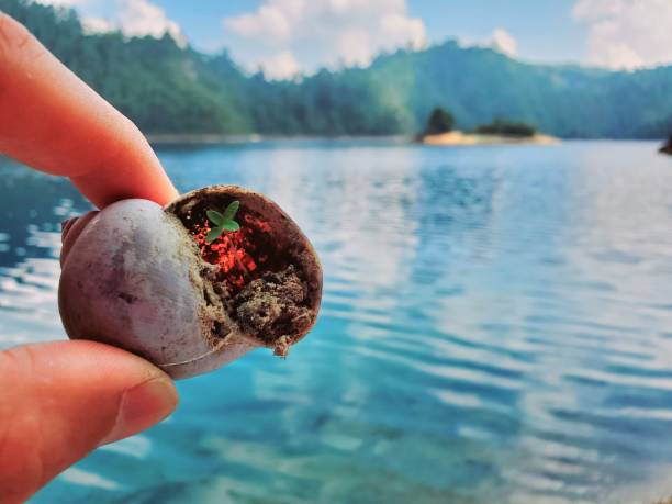 istock Lakes of Montebello, Chiapas, Mexico 1459572085
